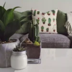 Will My Air Conditioner Kill My Plants?