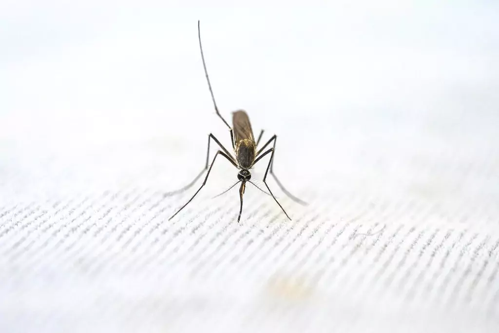 Close-up of a mosquito inside a house with AC on